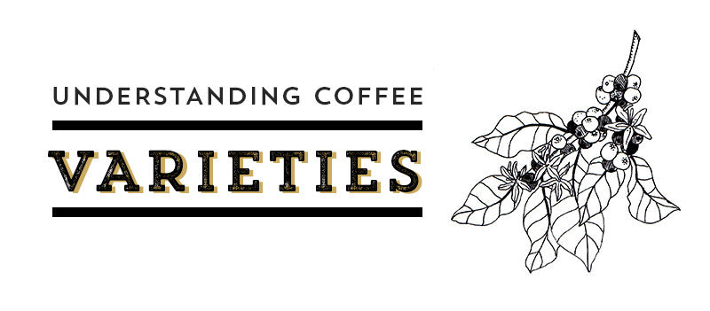 Coffee Varieties