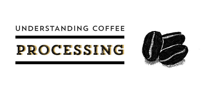 Processing: What happens to your coffee beans before they reach our roastery...