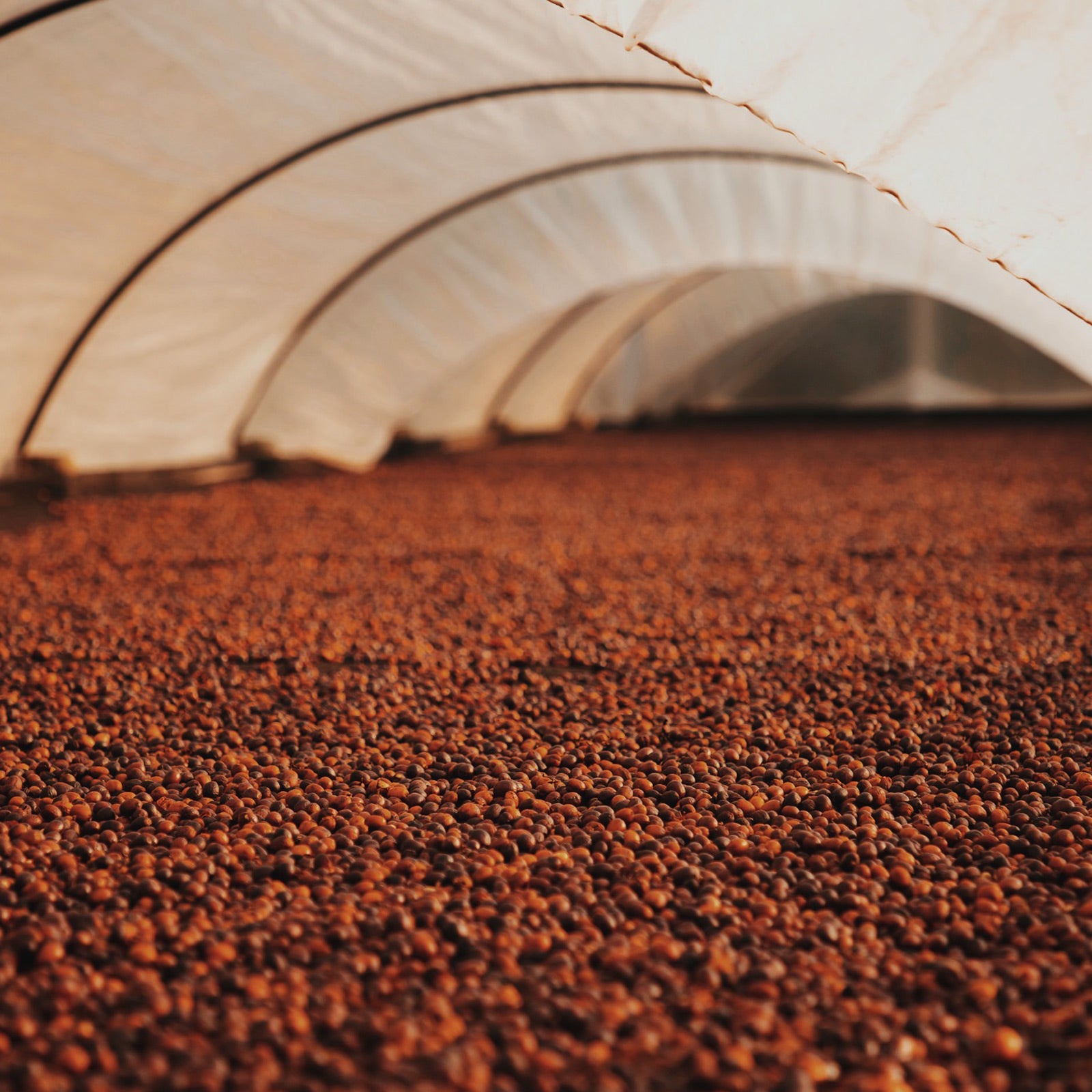 Bourbon is a mutation of Arabica discovered on Réunion Island (formerly Bourbon Island) in the 1700s. It produces round, well-balanced beans with a higher concentration of lipids and sugars, which contribute to its smooth, sweet flavour. Bourbon trees grow at moderate altitudes (900-1,500 metres) and its high-quality beans have a more consistent size and shape compared to other Arabicas. Bourbon is particularly susceptible to pests and diseases, which makes it a less reliable producer but highly sought afte