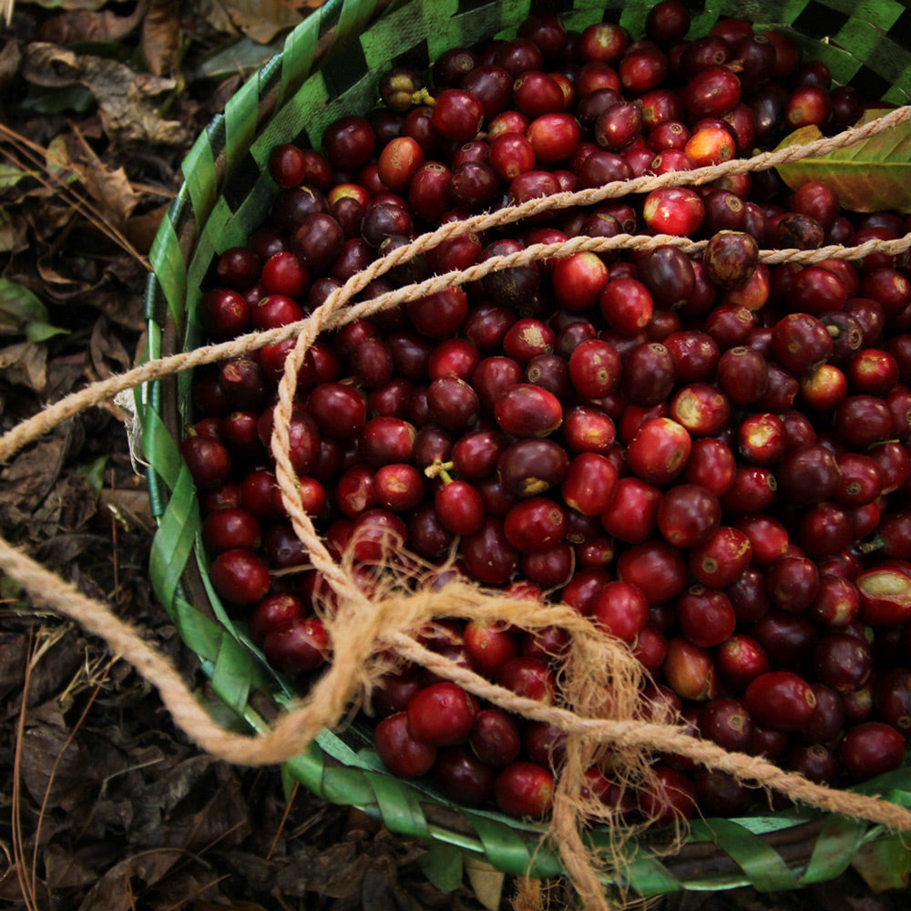 red coffee cherries in a woven green basket on the floor of a coffee farm in Comsa Marcala Honduras