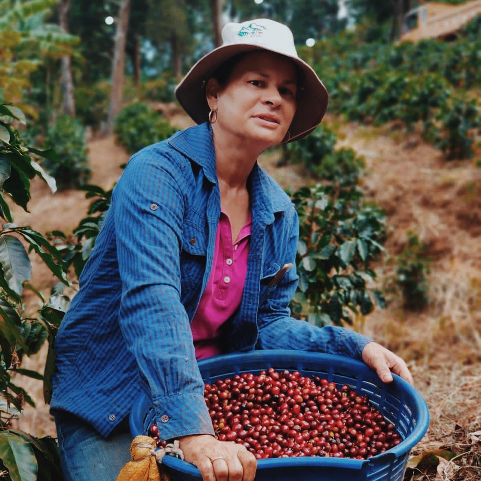 Costa Rican female farmer carrying a basket of coffee cherries on a green