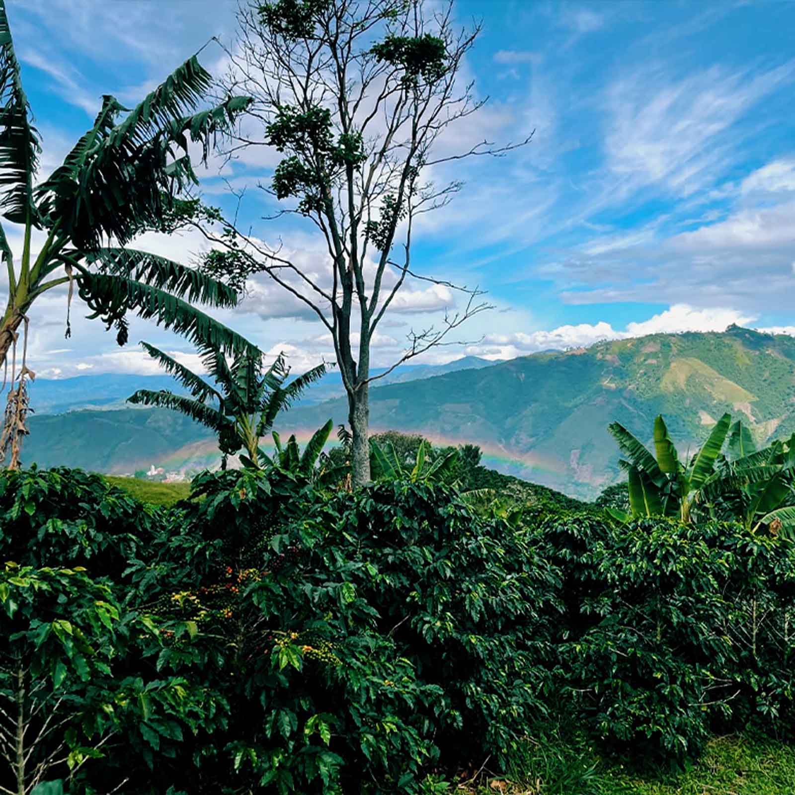 Edinson-Argote-Uneartherd-colombia-farm