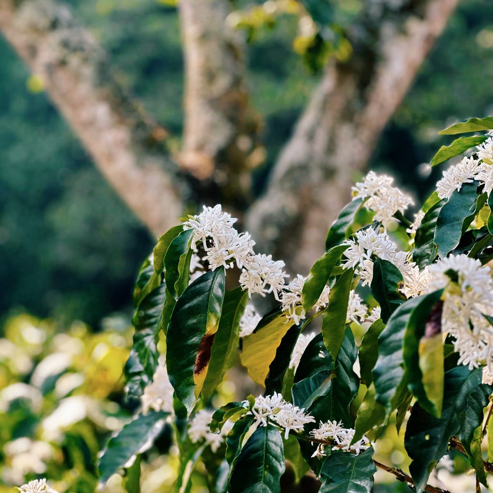 Embers-Seasonal-Origin-Finca Victoria-Cherry