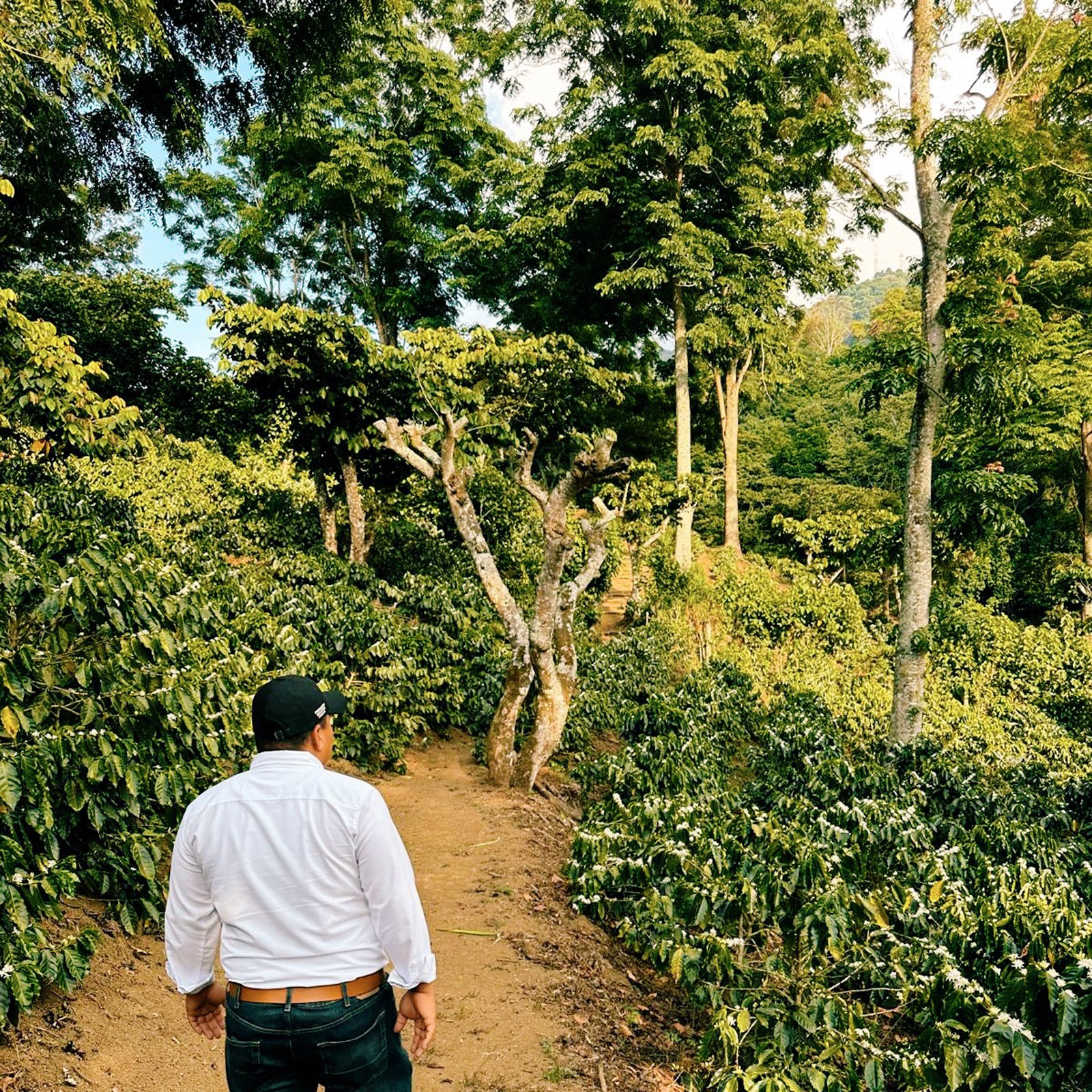 Embers-Seasonal-Origin-Finca Victoria-Farm