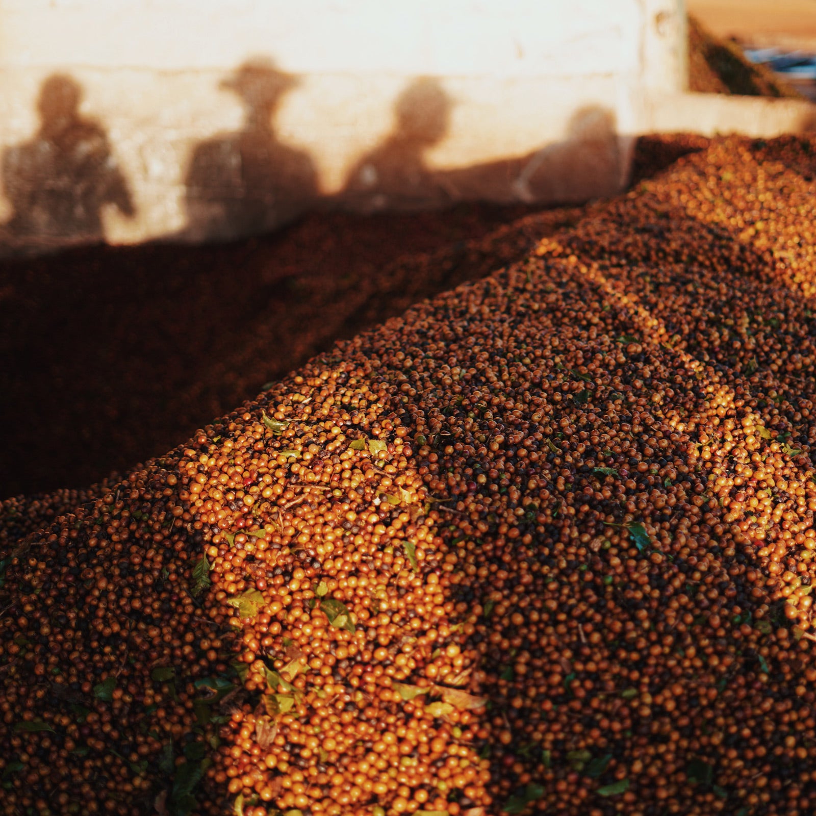FAZANADA-PANTANO-FARM-CHERRIES