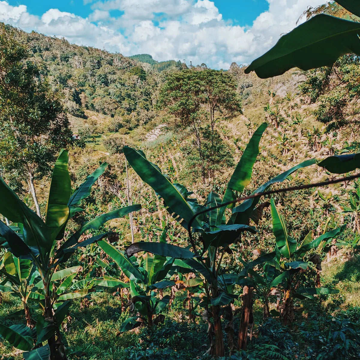 Good Vibes Seasonal Origin Colombia