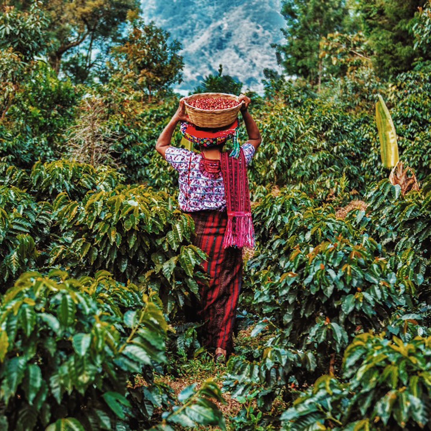 Guatemala female farmer carrying coffee cherries on her head through the coffee trees and farm