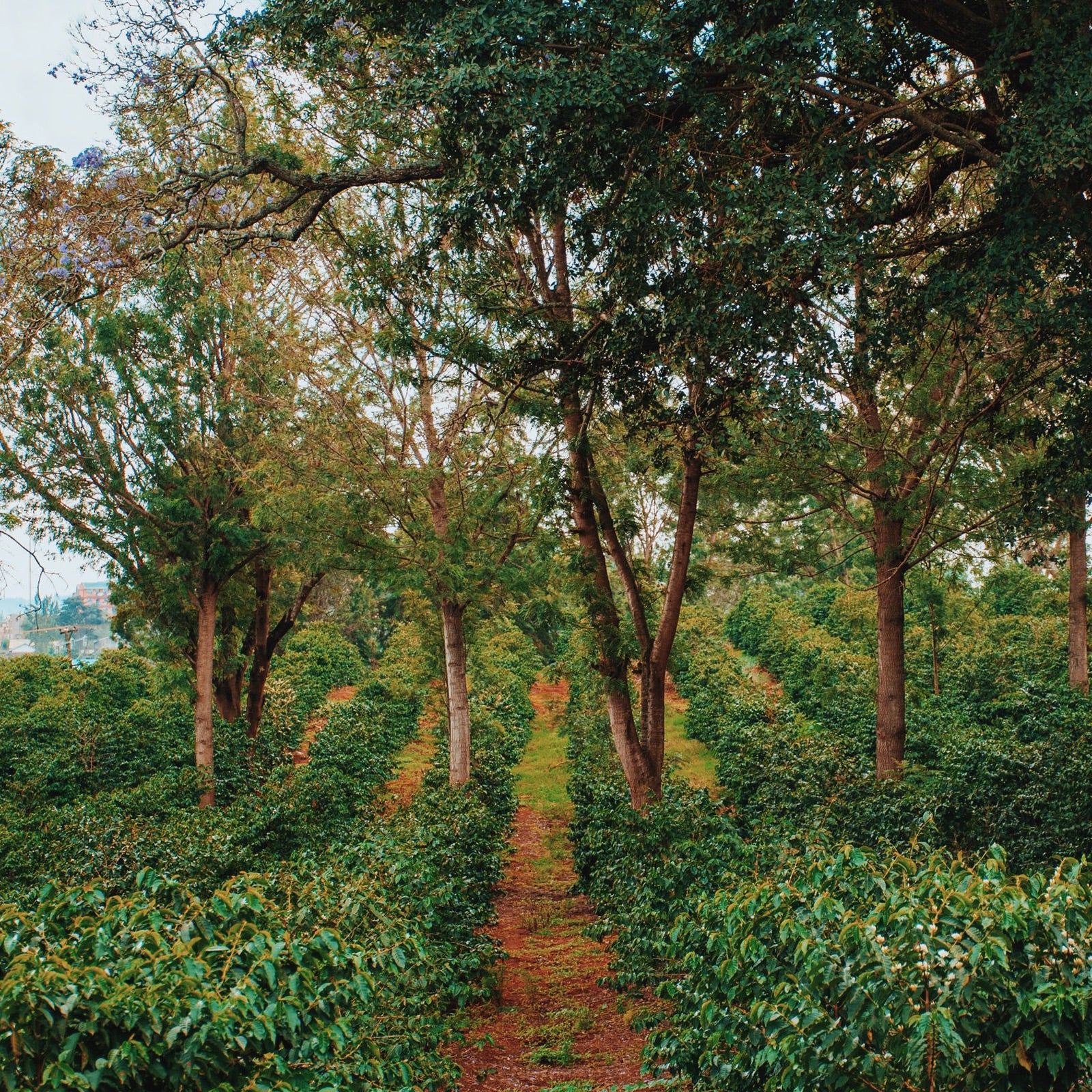 Kiandu AA Kenya Single Origin Coffee Farm