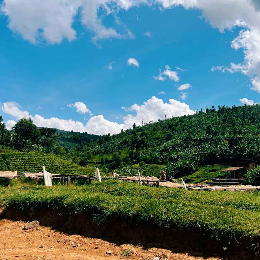 Matongo-Burundi-Coffee-Farm