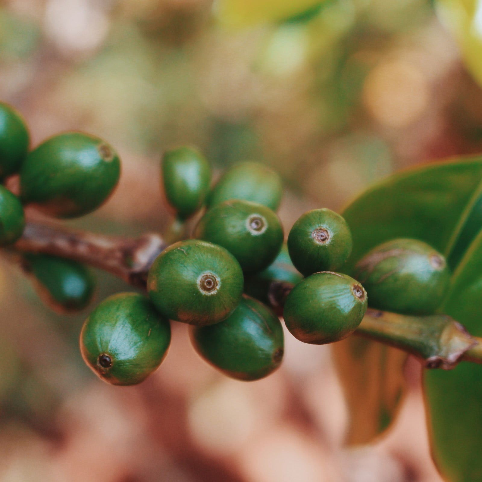 Mundo Novo is a hybrid variety of Arabica that has become a popular choice for many coffee growers, particularly in Brazil. This variety is known for its resilience and ability to thrive at altitudes ranging from 800 to 1,500 metres, though it does best in slightly higher elevations. Mundo Novo beans are typically round and dense, contributing to a smooth and balanced flavour profile. While it has the classic Arabica characteristics of lower caffeine content (around 1.3-1.5%) and a higher acidity, Mundo Nov