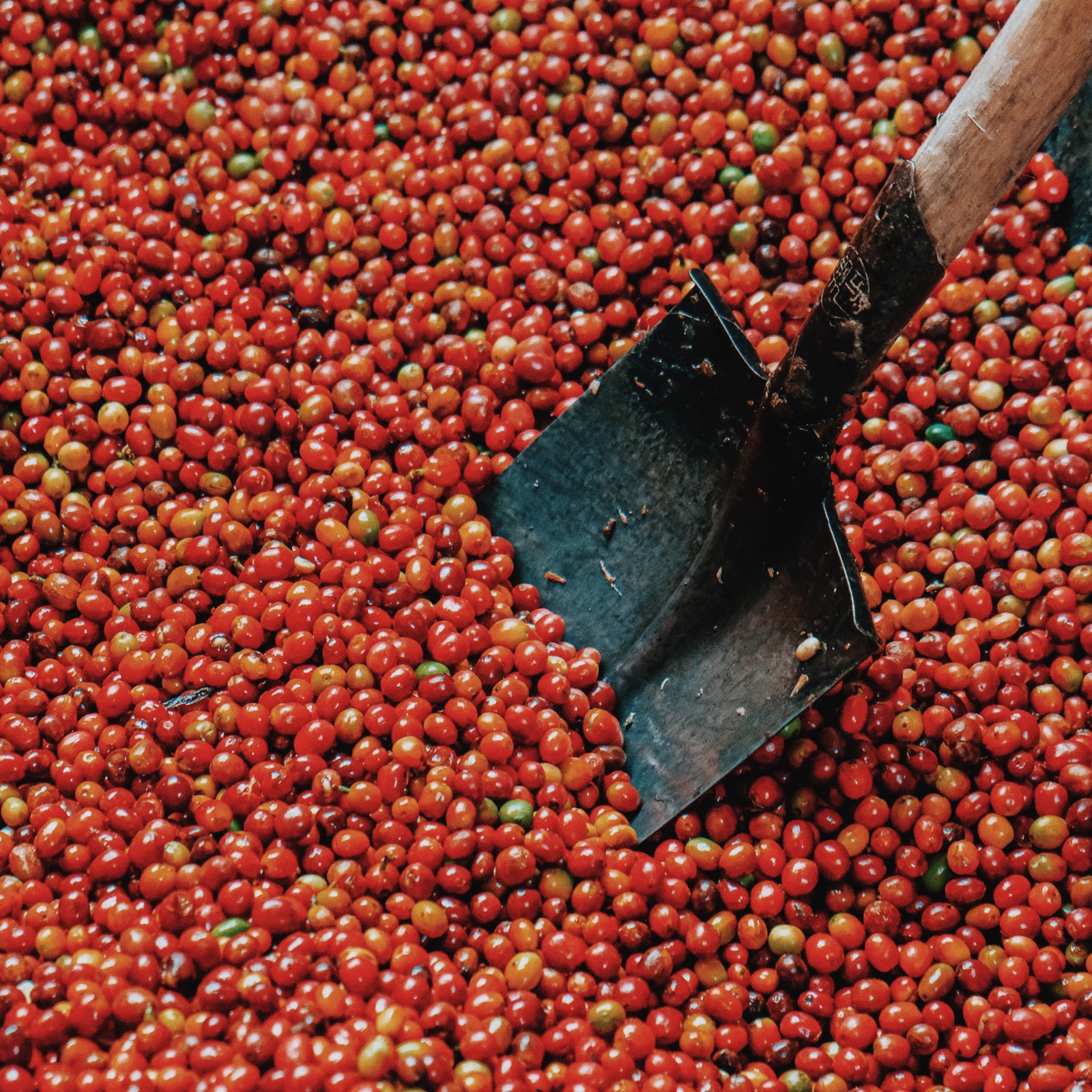 Catuai is a hybrid varietal developed in Brazil by crossing Mundo Novo and Caturra varieties. It's a robust variety with good resistance to disease, particularly rust, which has made it a popular choice in Brazilian coffee production. The plant grows at lower altitudes (around 600-1,000 metres) and is known for its high yield. Catuai beans have a slightly lower caffeine content than Arabica and offer a well-balanced cup with mild acidity and consistent flavours of chocolate and nut. The hybridisation of its