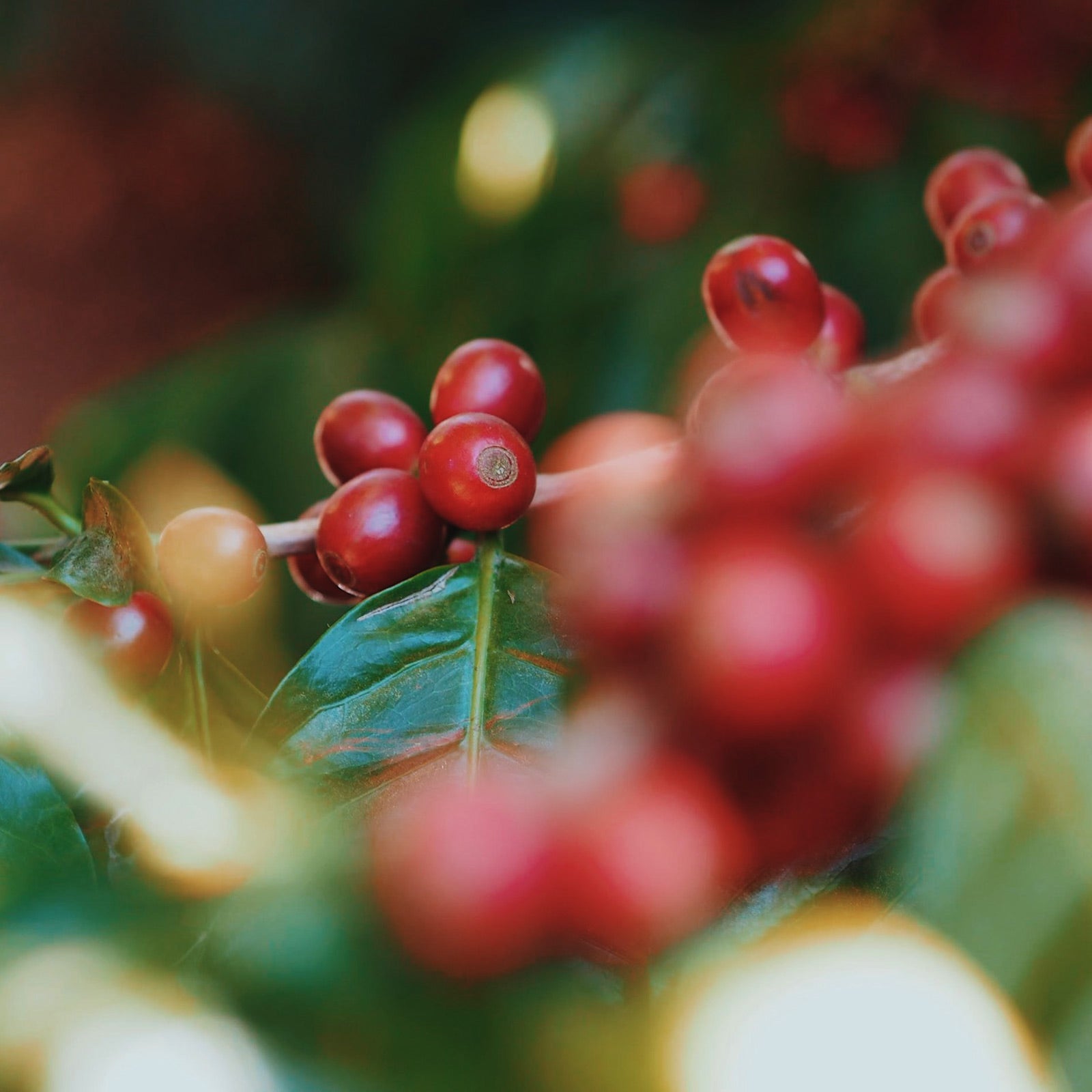 Pineapple-Candy-Coffee-Cherries