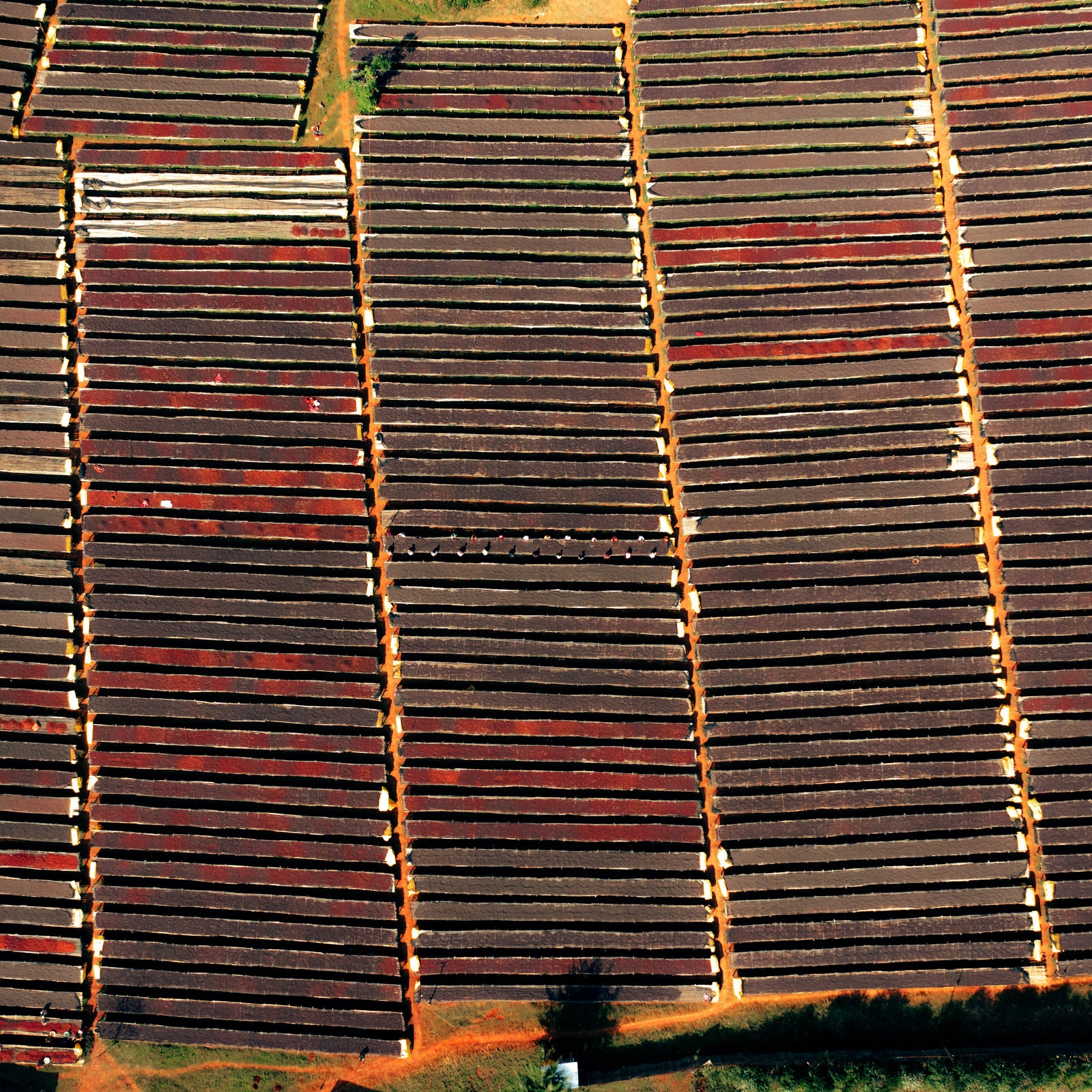 Candy Cane Seasonal Coffee Single Origin Christmas 200g Bag Coffee Card Drinking Woods Yirgacheffe Ethiopia