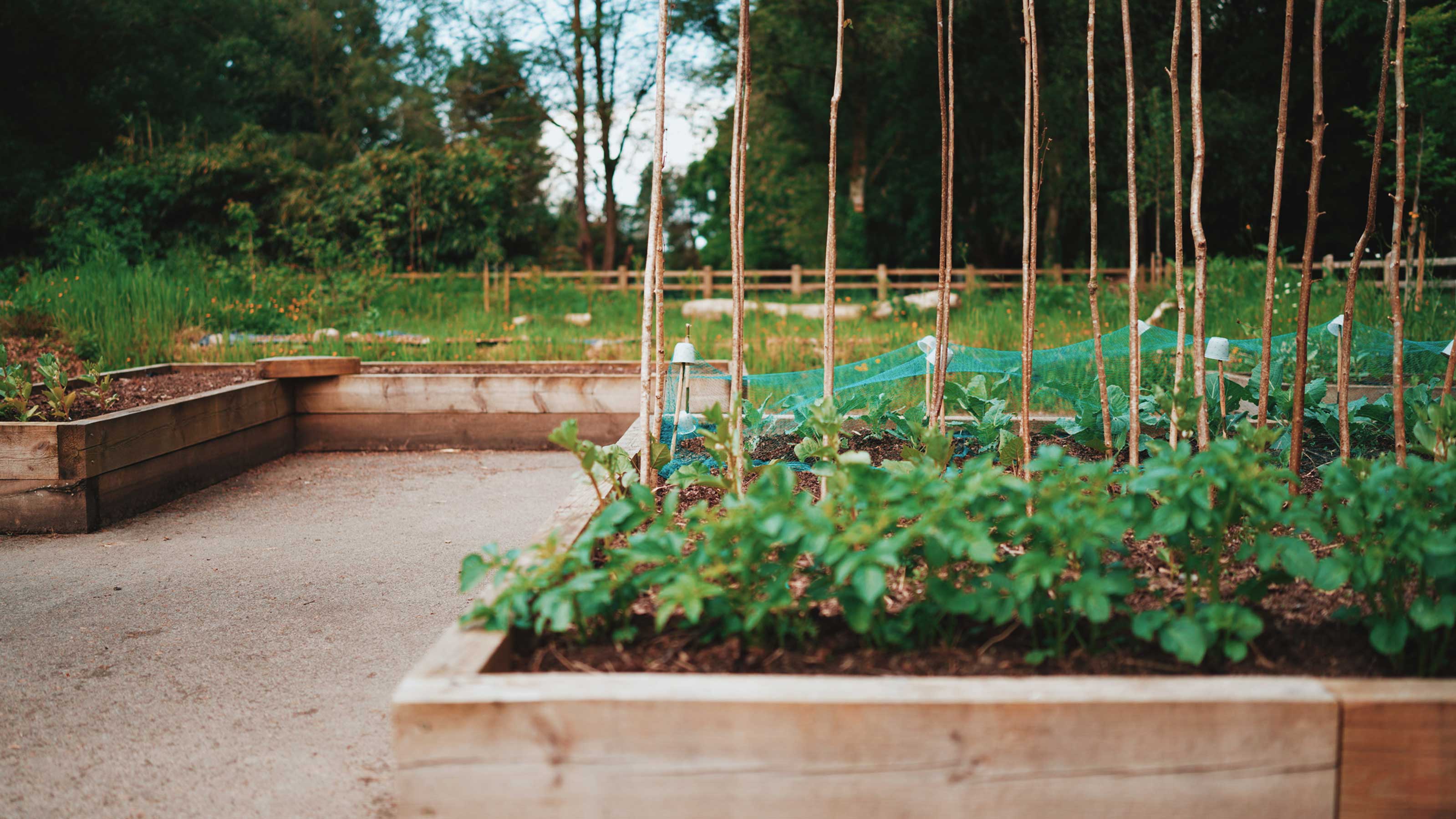 From Tennis Courts to A Blooming Oasis: The Journey of Betws Community Garden