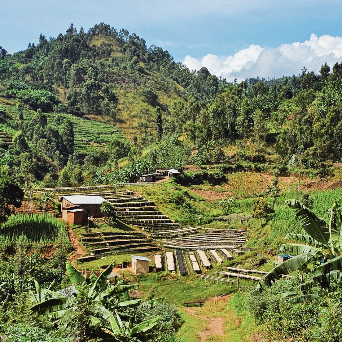 600 smallholder farmers in Nyamasheke, Rwanda's Southern Province farm images