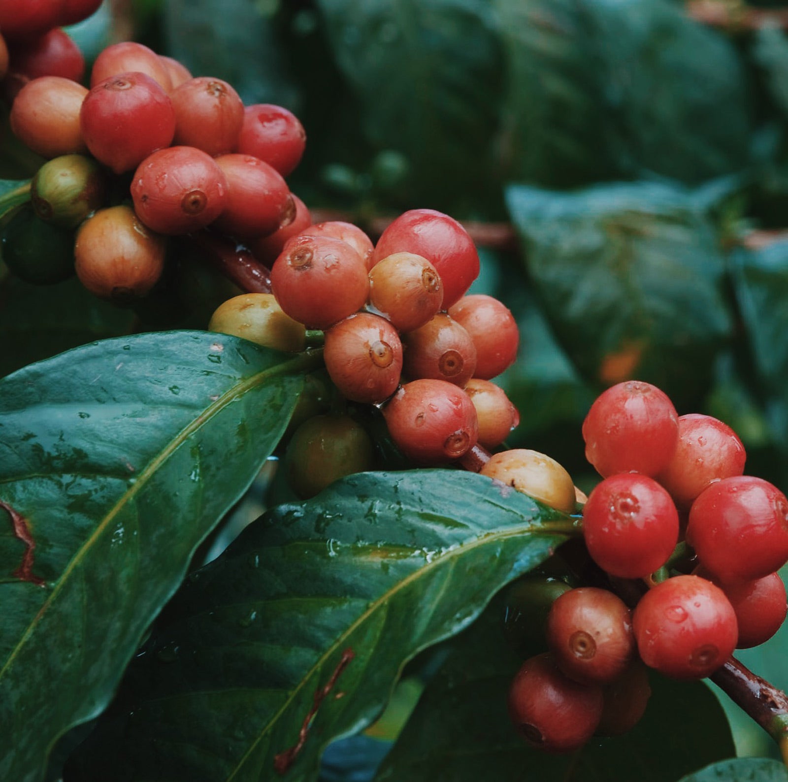 The Castillo varietal, developed in Colombia by Cenicafé in the late 20th century, is a hybrid of Caturra and Timor Hybrid. It was bred for disease resistance, particularly against coffee leaf rust and coffee berry disease. Castillo produces a well-balanced cup with bright acidity and sweet, medium body, often with citrusy, floral, and caramel notes. While not as complex as varietals like Geisha, its consistency and disease resistance make it popular among Colombian farmers, especially in areas prone to out