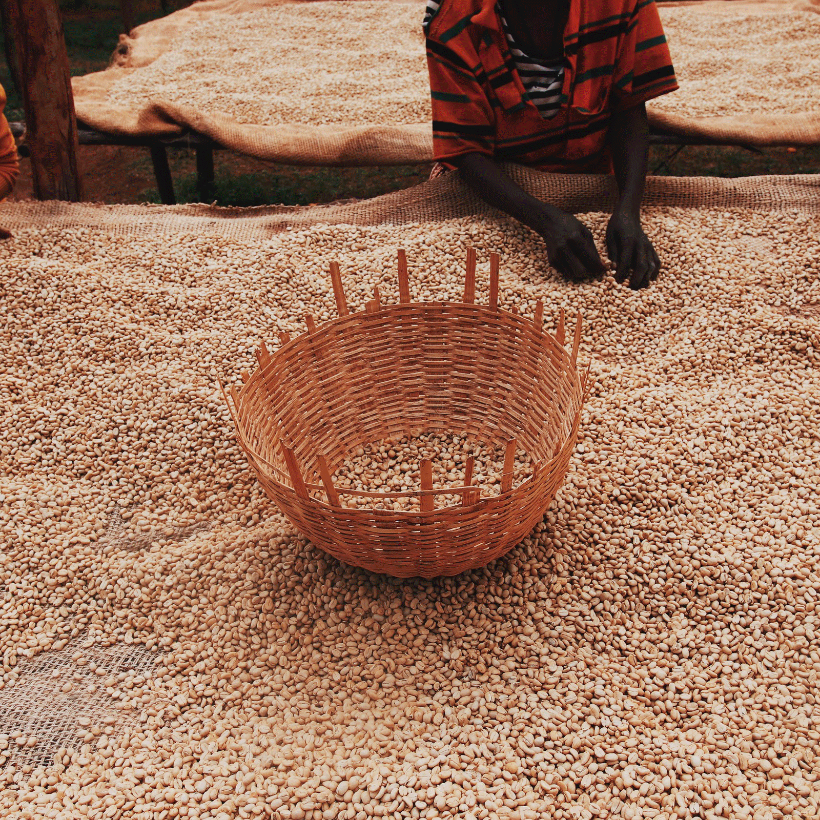 Bloom-Farmers-Single-Origin-Ethiopa