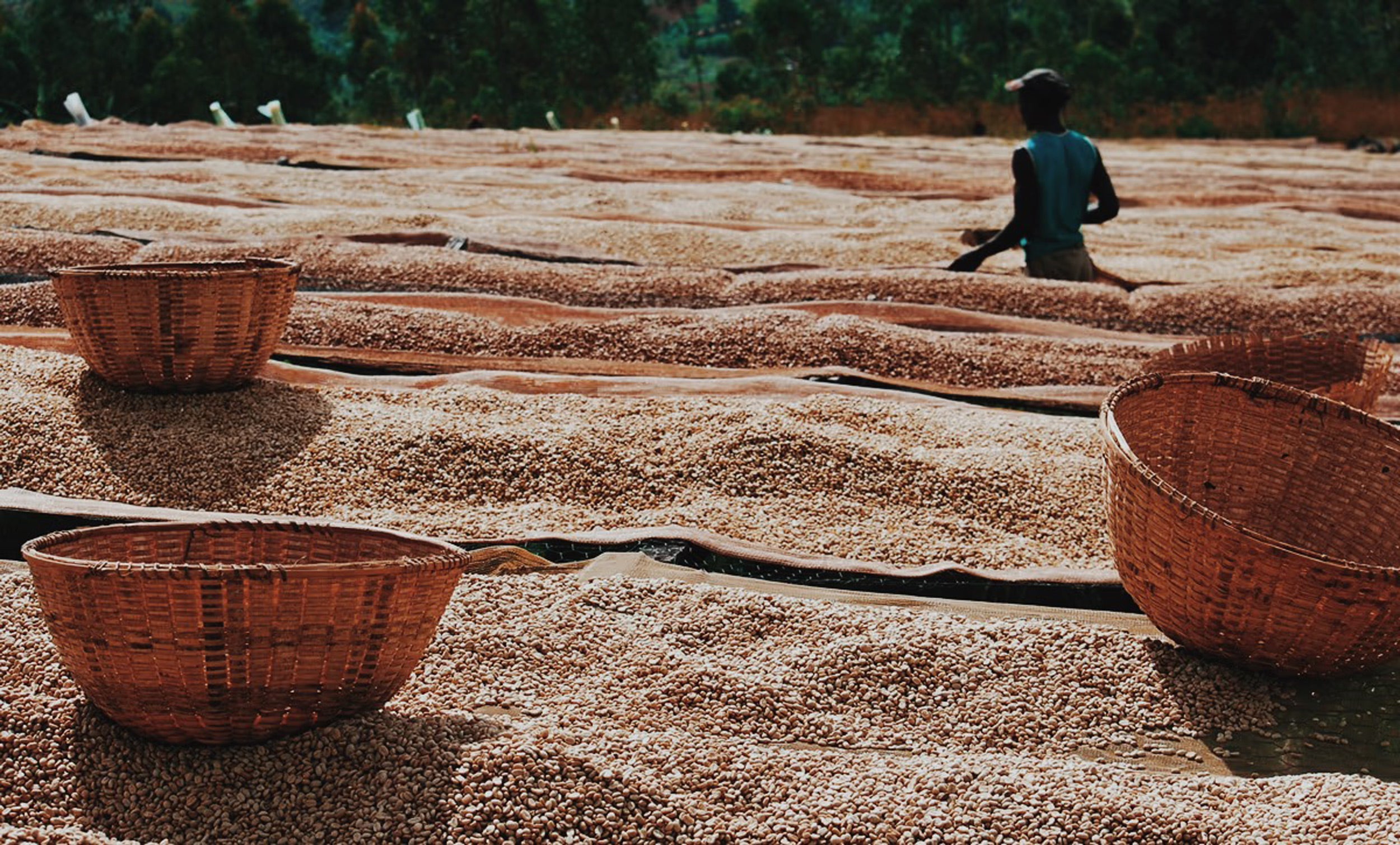 Burundi Coffee on drying beds with farmers sorting the beans. Coffee cherry picking baskets sitting on the drying beds.