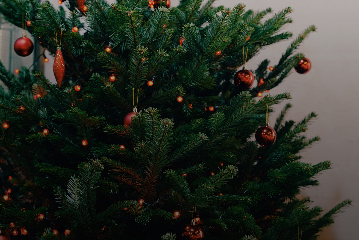 Coaltown events calendar for Christmas. Christmas tree with red lights and red decorations in coffee roastery.