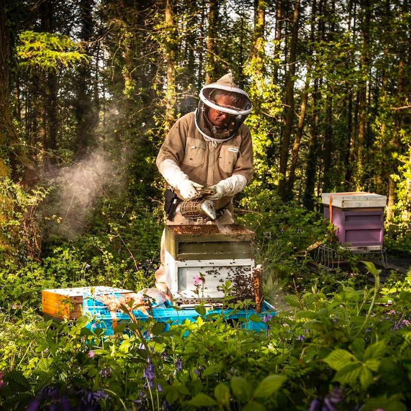 Coaltown Wildflower Honey
