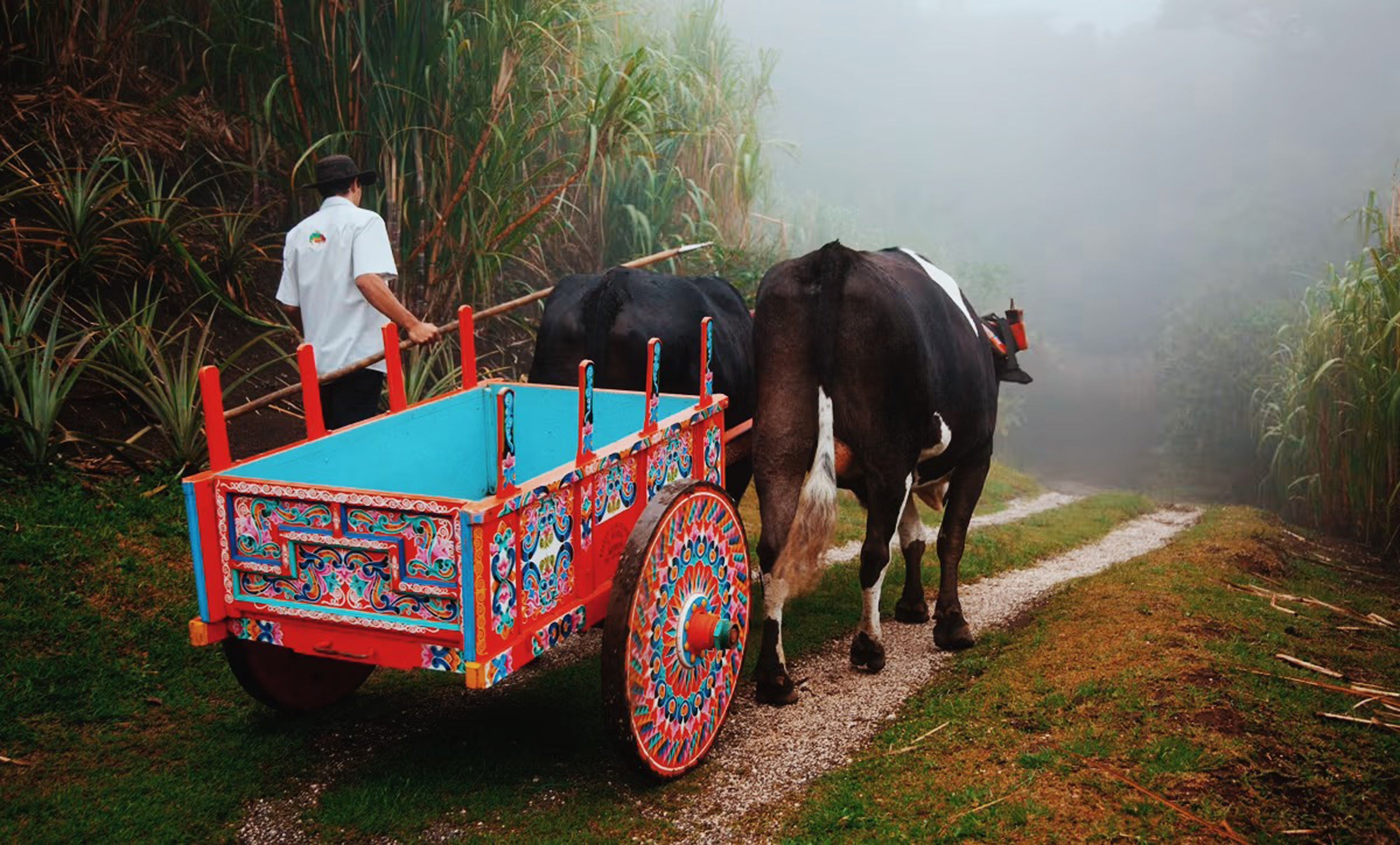 Costa Rica coffee farmer pulling along with two ox's and a hand painted trailer on a coffee farm