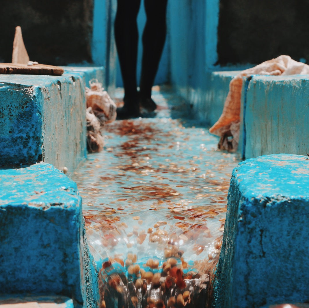 Dr Congo coffee farm washing coffee chery process in blue painted brick containers