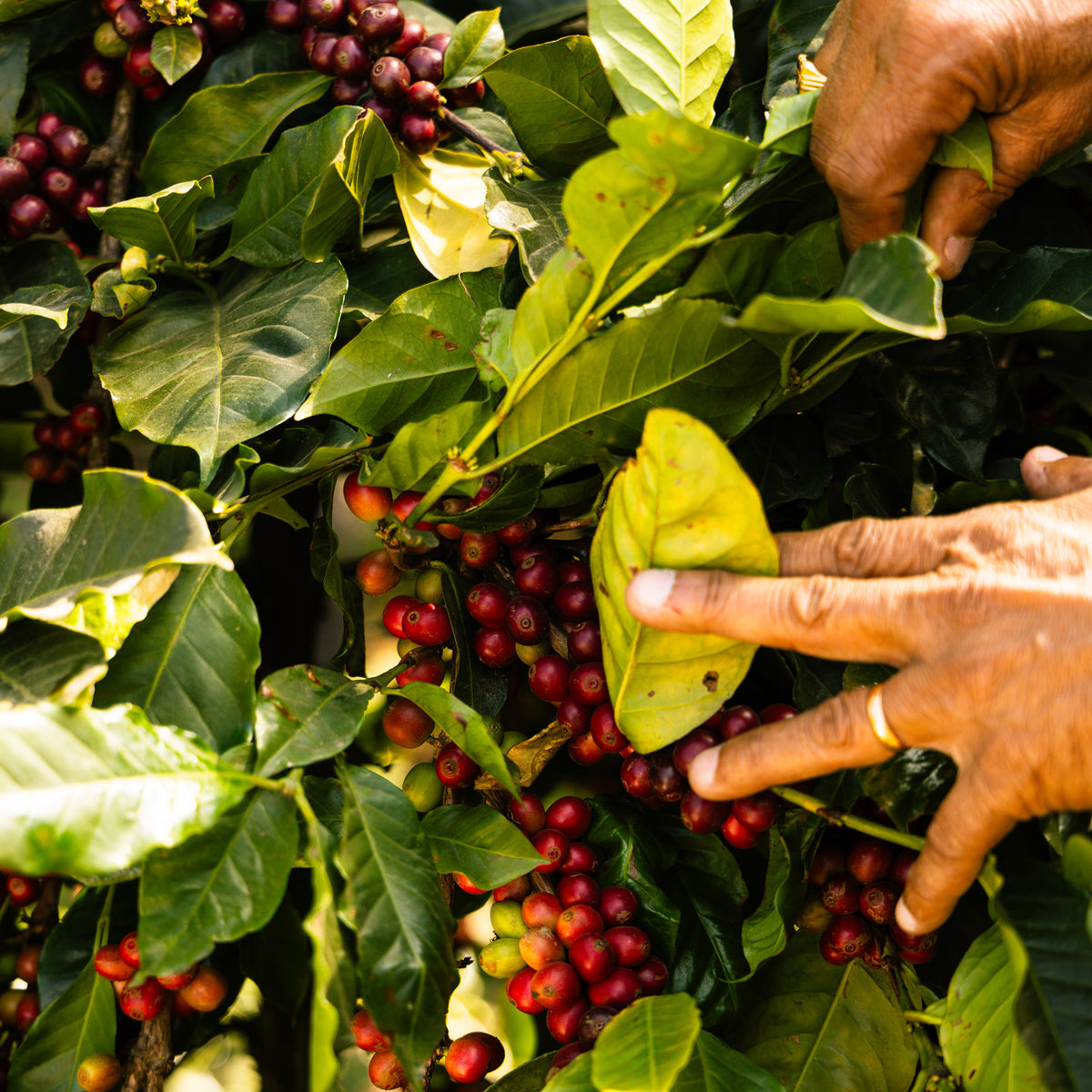 Devarkhan-Estate Embers Seasonal Autumn Coffee Baba Budangiri India