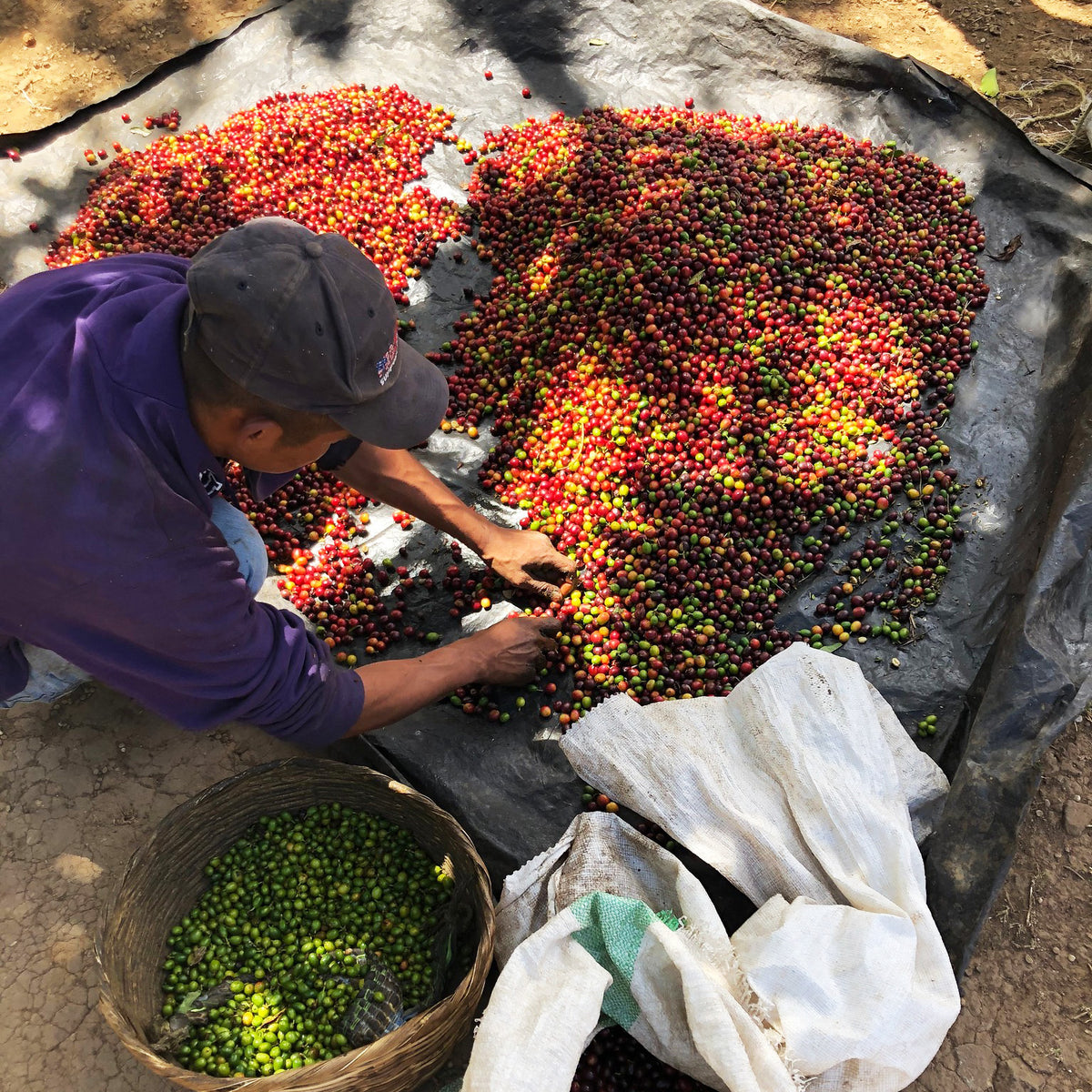 El Salvador coffee farmer picking  through different coloured coffee cherries into piles