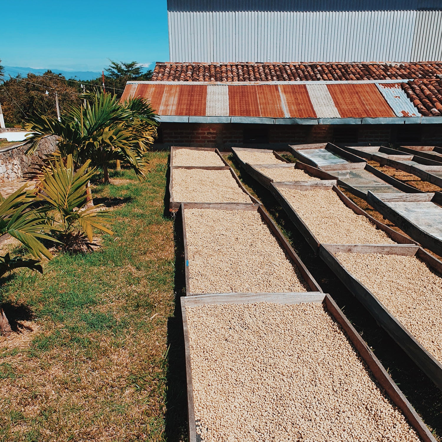 Finca serbia el salvador coffee faarm with vast coffee drying beds under the blue sky and palm trees.