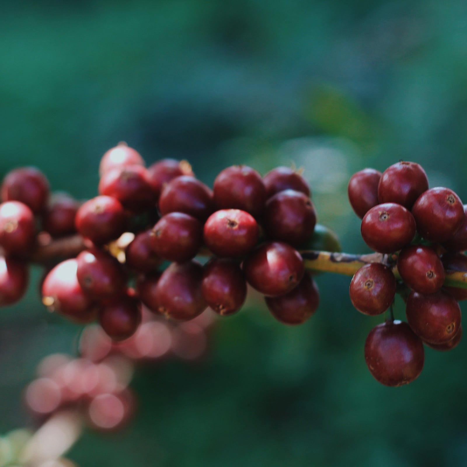 Geisha (or Gesha) originated in Ethiopia and was first cultivated in Panama in the 1960s. It is one of the rarest and most expensive coffee varietals, prized for its incredibly delicate, floral profile and complex flavours. Geisha’s low-caffeine content (about 1.2%) and high sugar concentration allow for intense sweetness and fruit-forward notes. It requires specific growing conditions, thriving at high altitudes between 1,500 to 2,000 metres. The bean’s elongated shape and large size are also distinctive. 