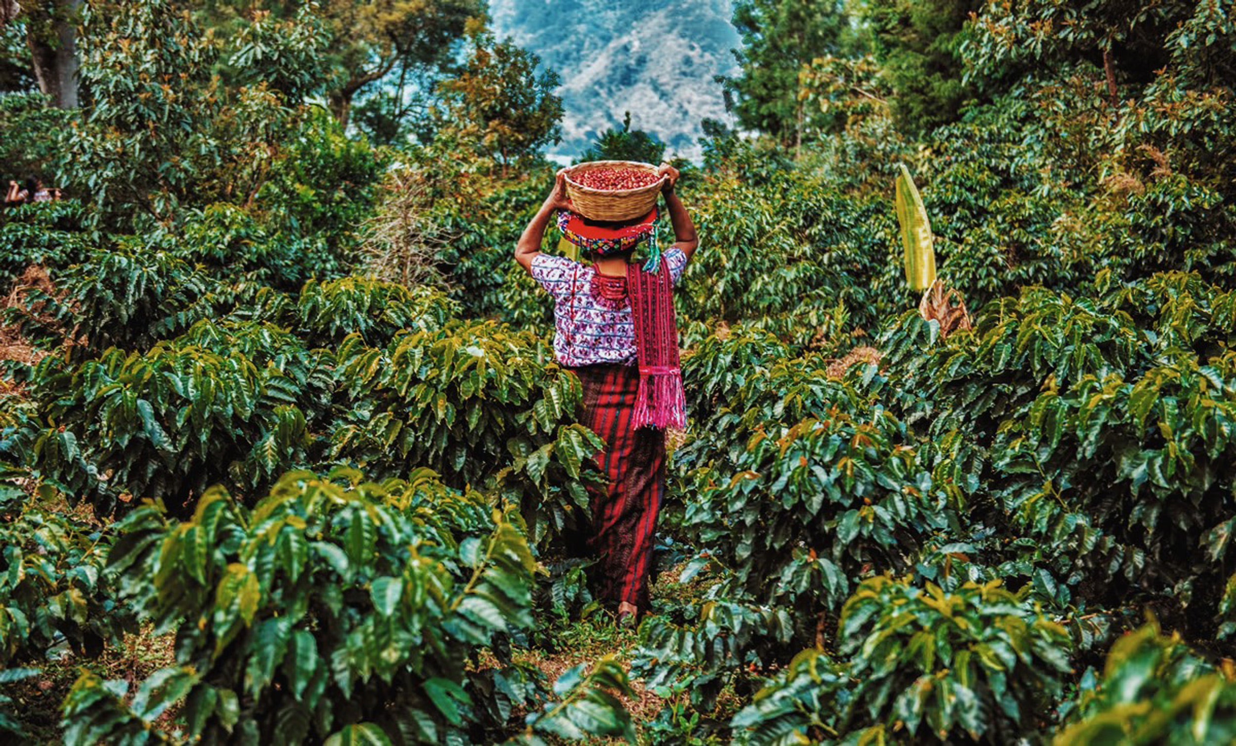 Guatamala Coffee Farm With Lady carrying coffee cherries in a basket on her head