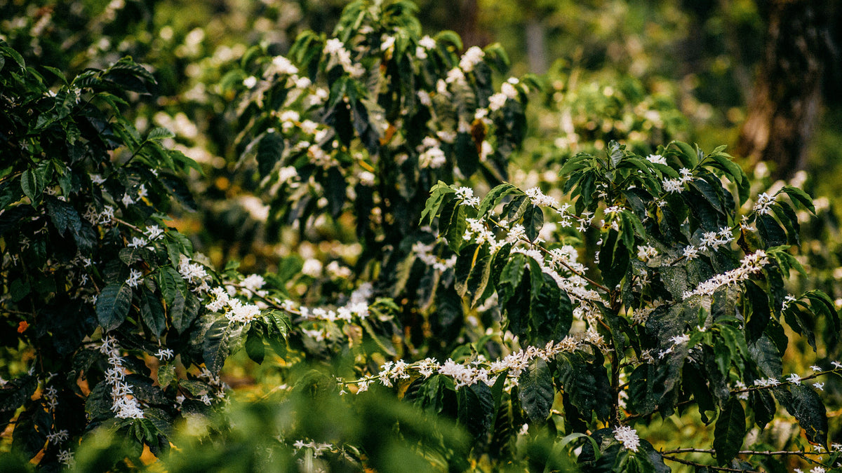 Hondorus coffee tree cherries and flowers