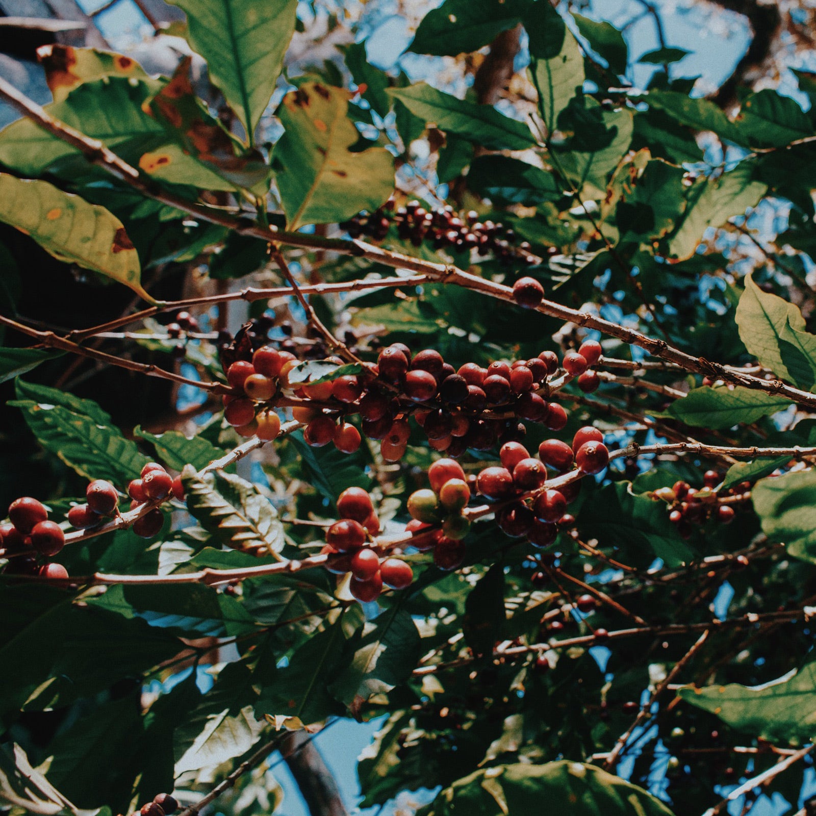 Typica is one of the most important and widespread Arabica cultivars in the world, forming the base genetic stock for many other varieties, including Caturra, Bourbon and Gesha. It’s native to Yemen but is now cultivated in coffee-growing regions across the globe, typically at altitudes between 1,000 to 2,000 metres. Typica is renowned for its well-rounded flavour, with moderate acidity, medium body and complex sweetness. It often exhibits fruity, floral or nutty notes depending on the region in which it’s 