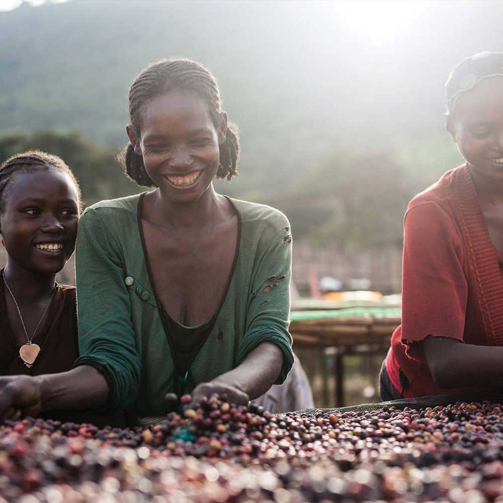 Smiling Ethiopian women coffee farmers, sorting through the drying coffee on the beds.