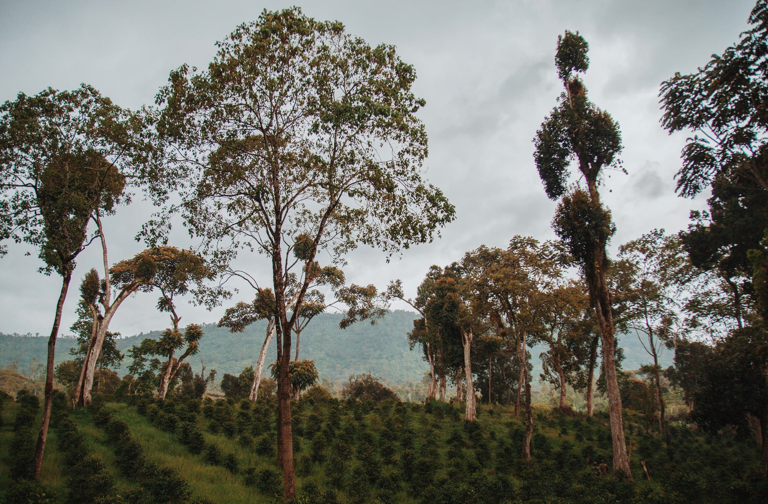Ethiopia coffee farm with green trees, land and hills