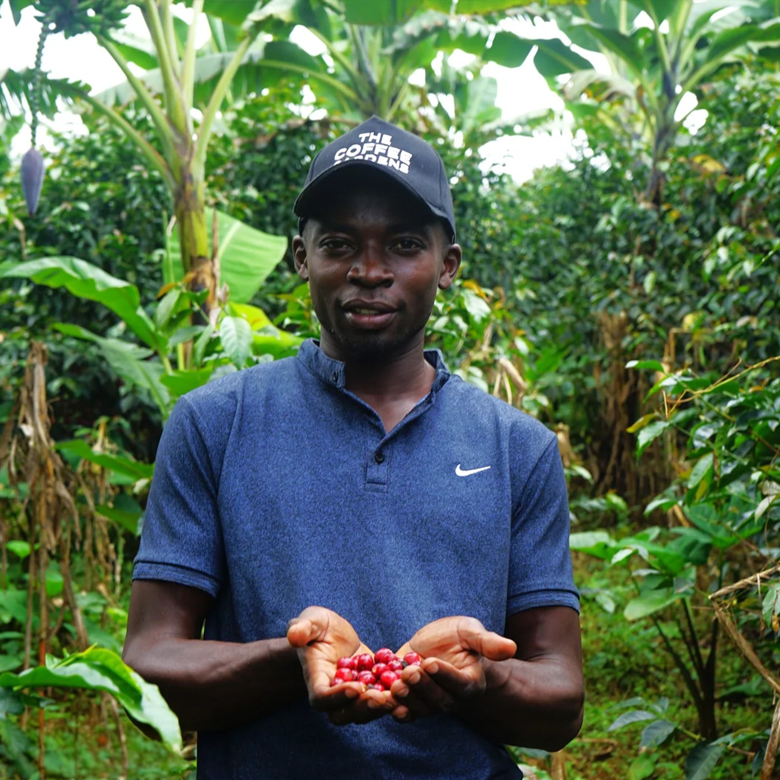 A man wearing a blue Nike polo shirt and a black cap that reads 'THE COFFEE COMPANY' stands in a lush green coffee plantation, holding a small handful of red coffee cherries in his hands.